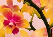 20180420_175207 (2)